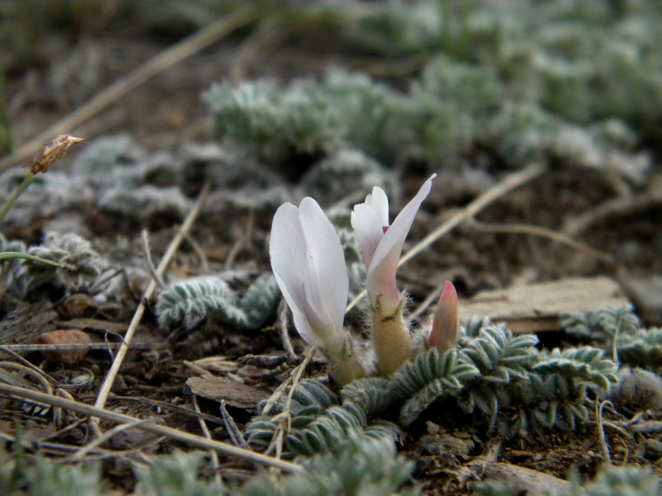 Изображение особи Astragalus testiculatus.