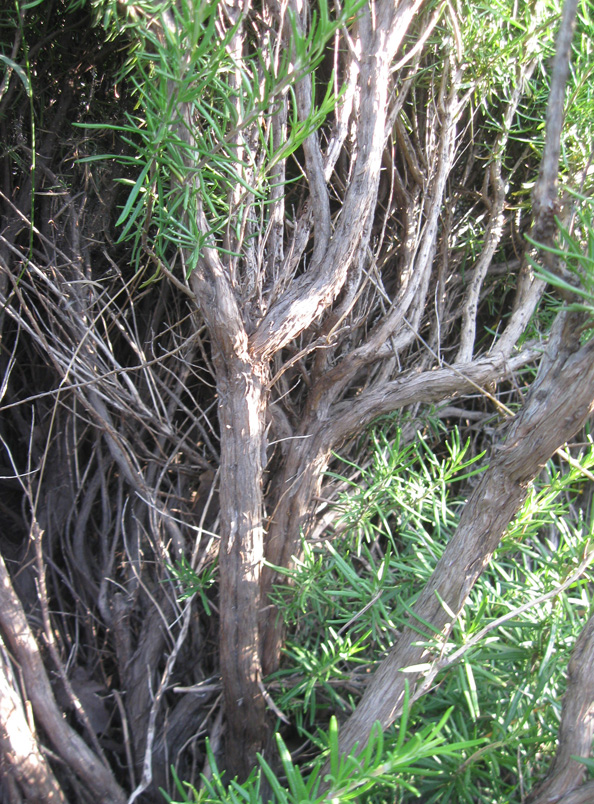 Image of Rosmarinus officinalis specimen.