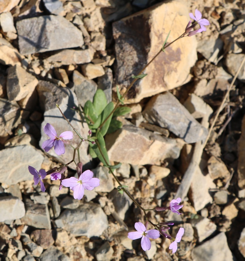 Image of Zuvanda meyeri specimen.