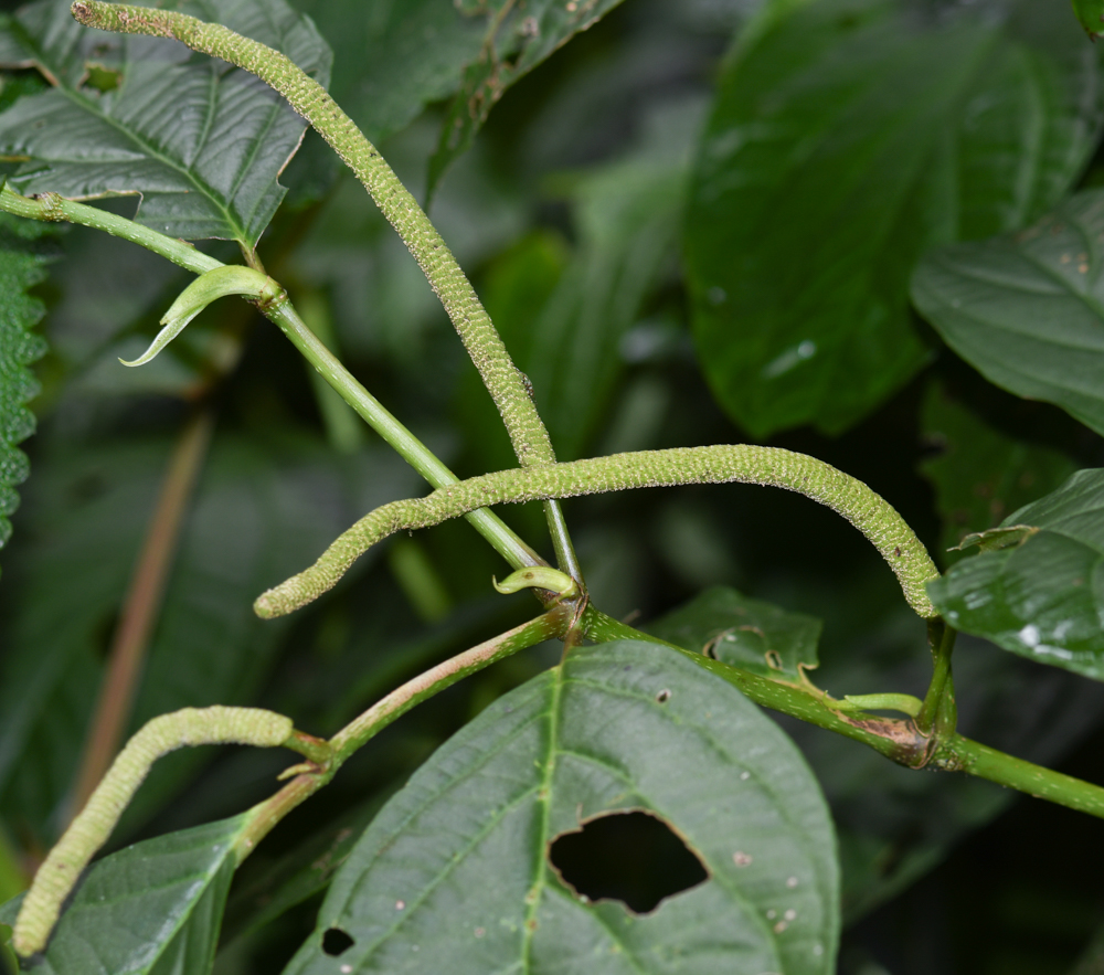 Image of genus Piper specimen.