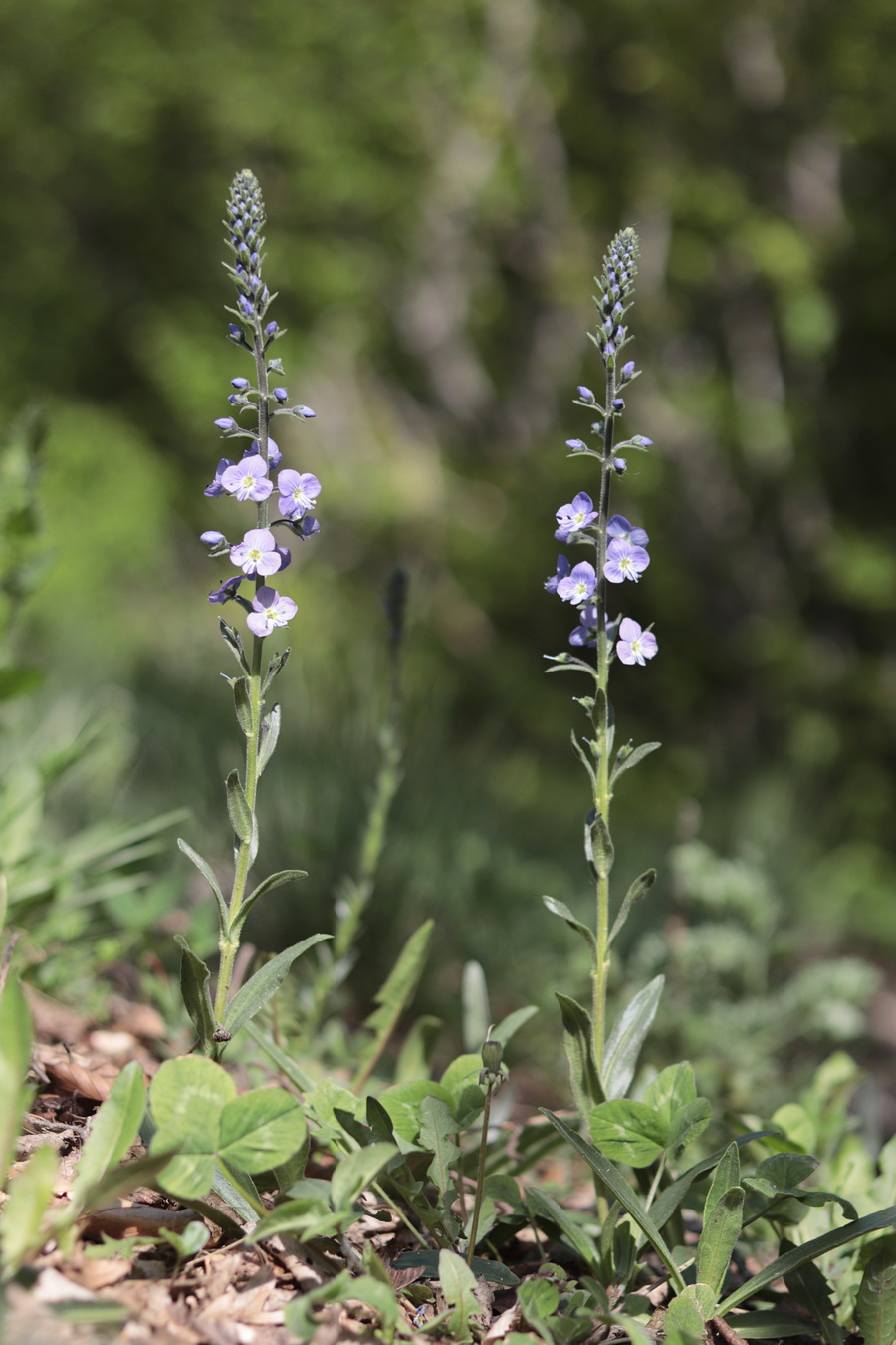 Image of Veronica gentianoides specimen.