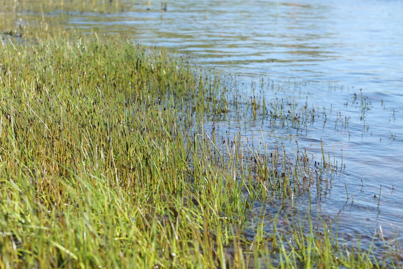 Image of Eleocharis fennica specimen.