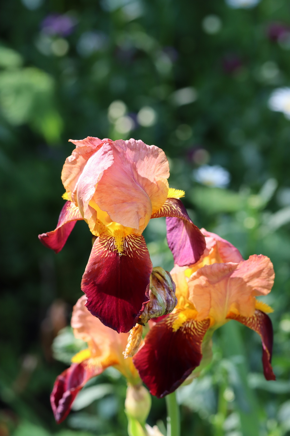 Image of Iris × hybrida specimen.