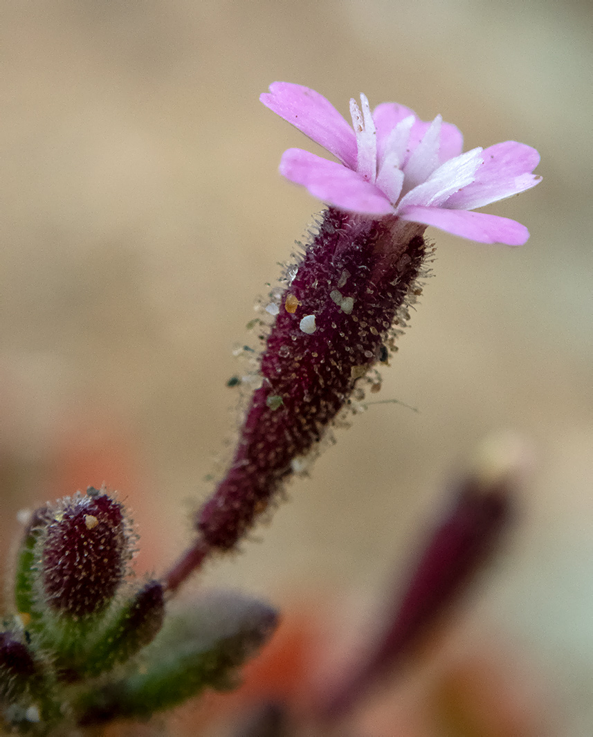 Image of Silene pentelica specimen.
