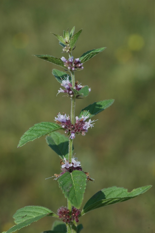 Изображение особи Mentha arvensis.