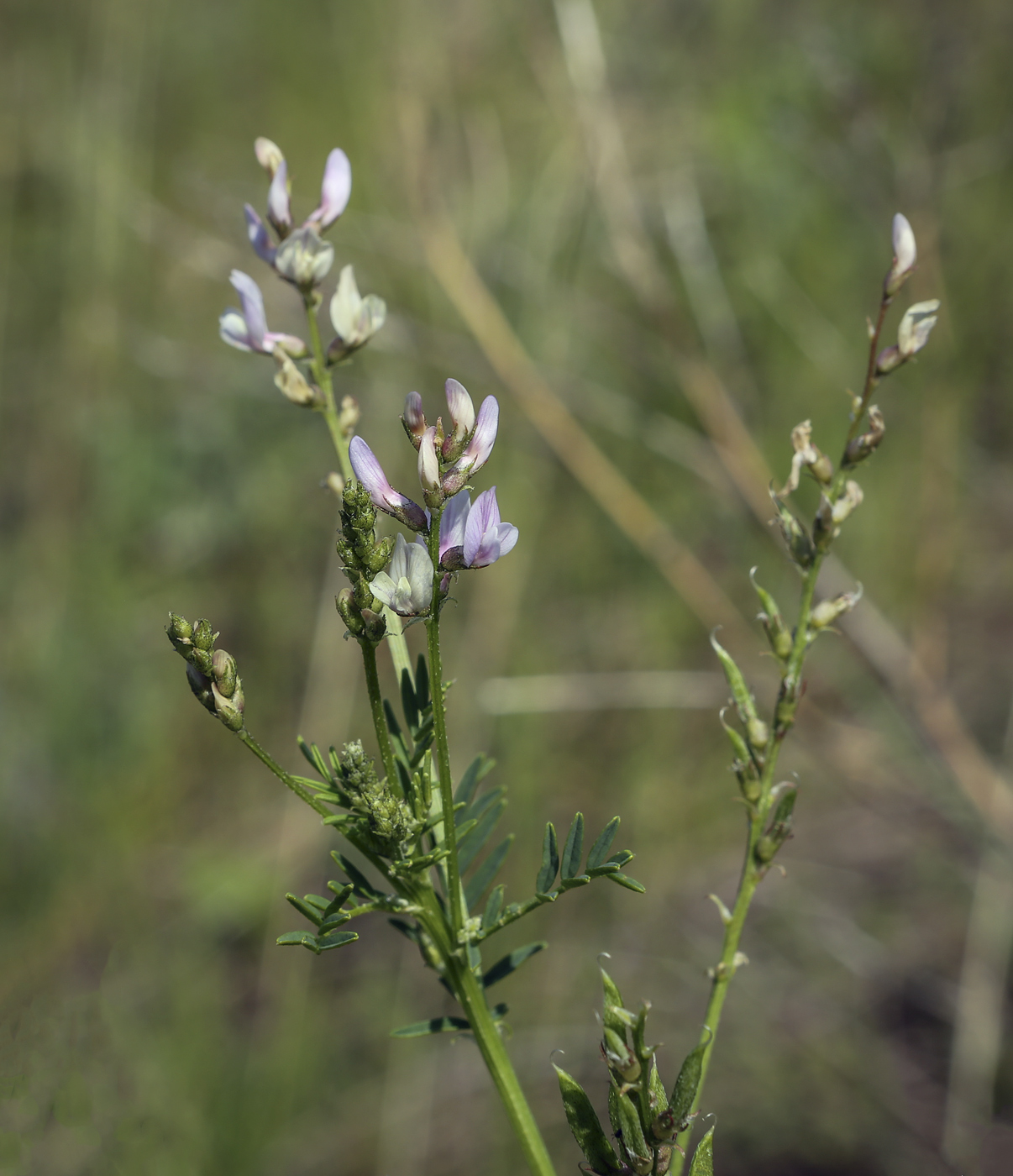 Image of Astragalus sulcatus specimen.