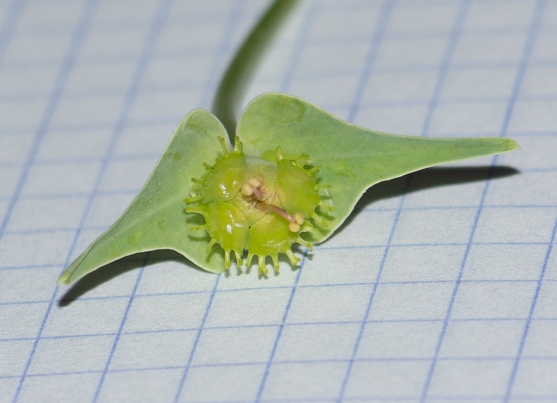 Image of Euphorbia monteiroi specimen.
