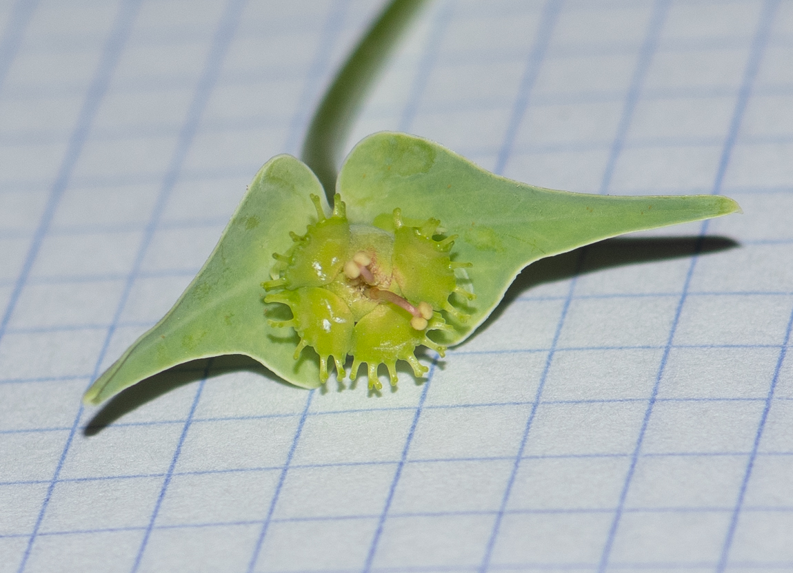 Изображение особи Euphorbia monteiroi.