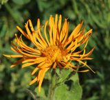 Inula orientalis