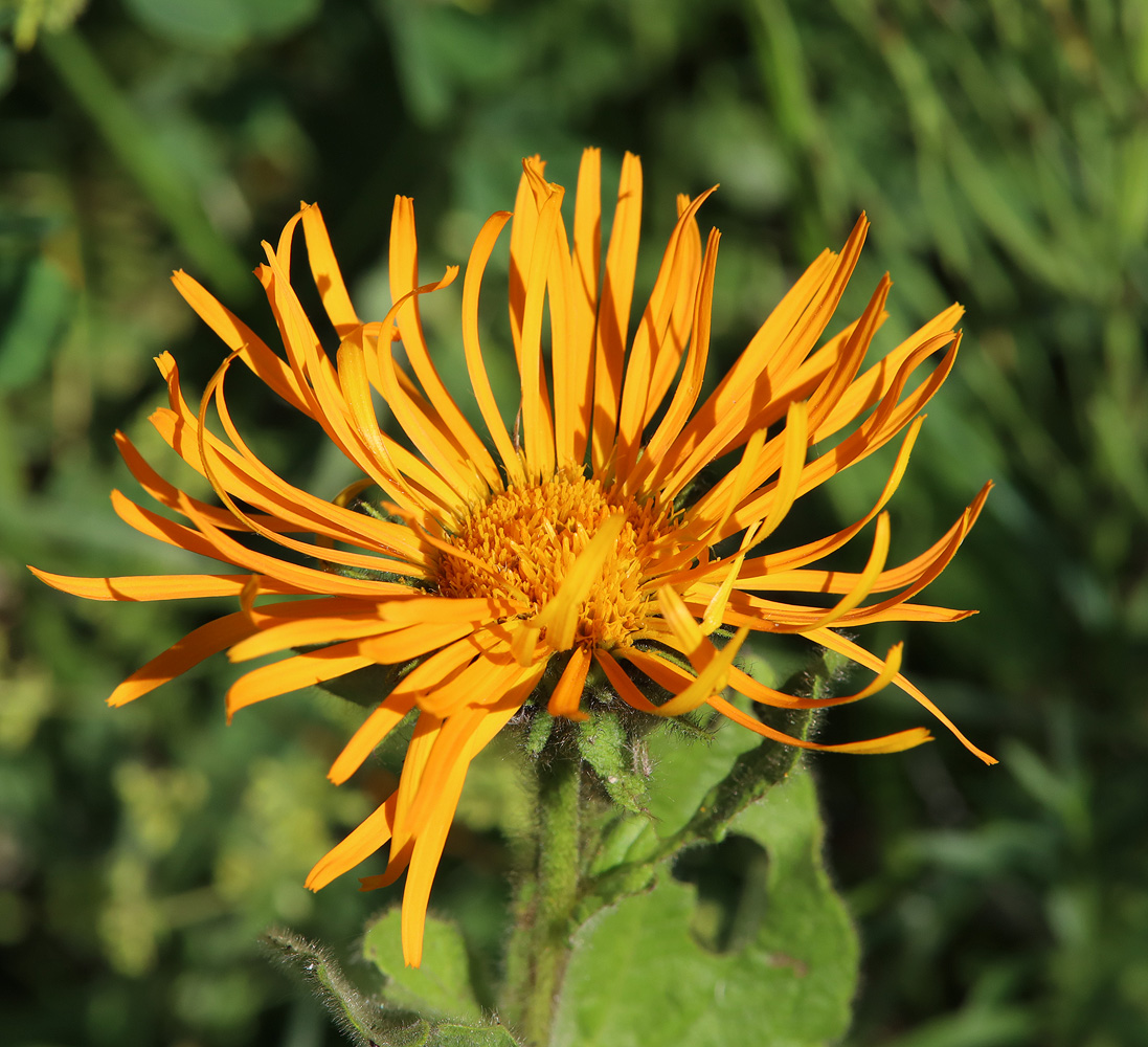 Изображение особи Inula orientalis.