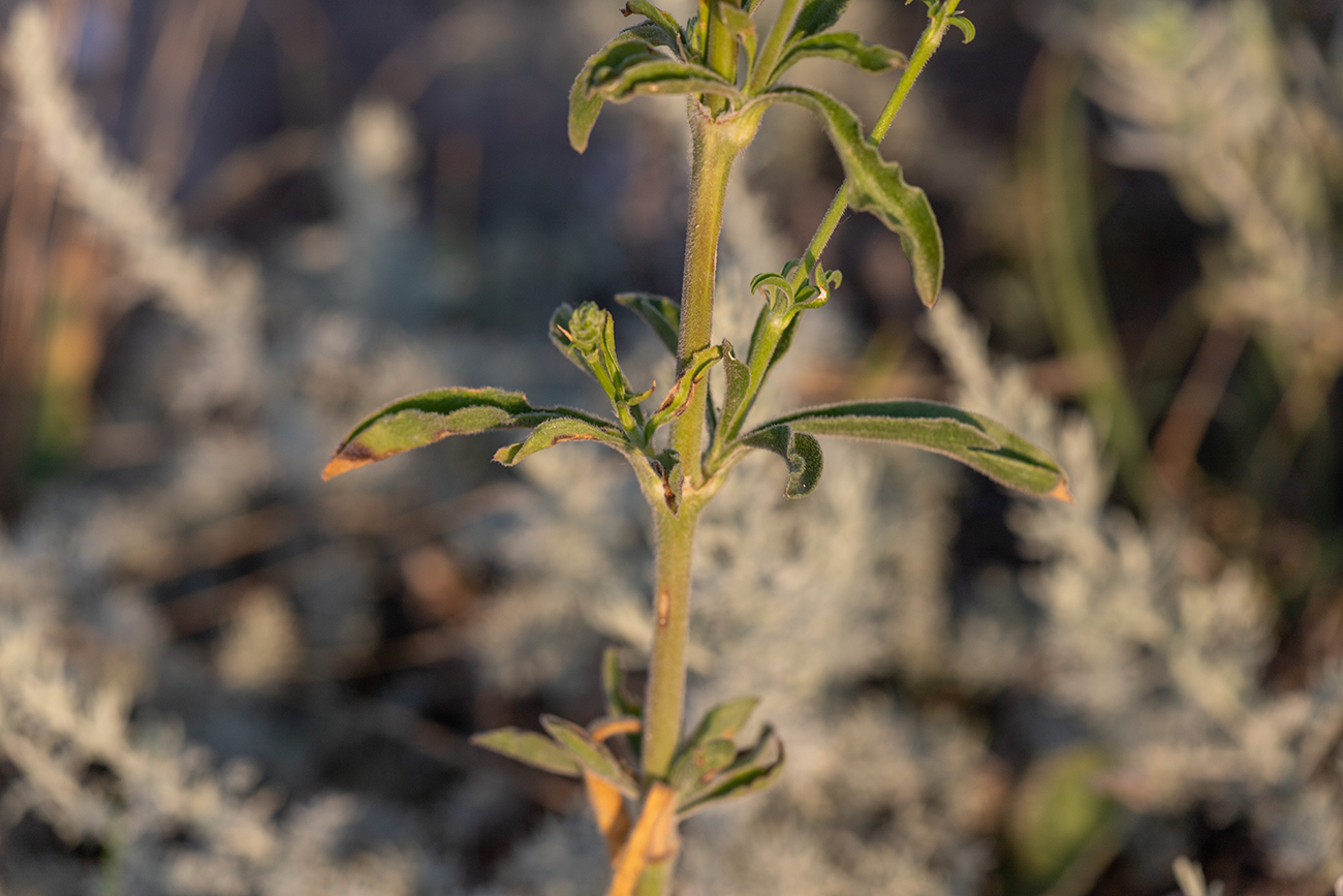 Image of Silene densiflora specimen.