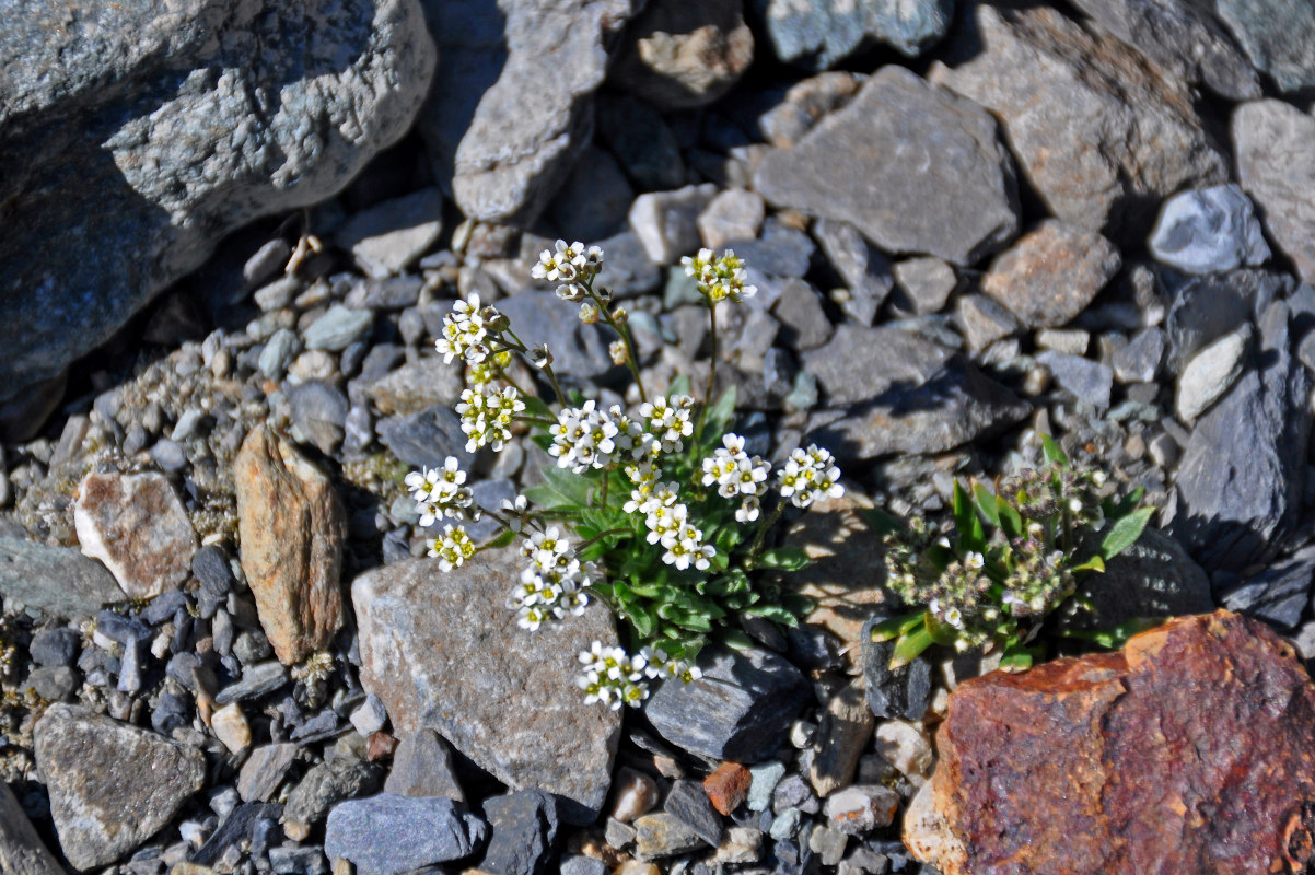 Image of Draba turczaninowii specimen.