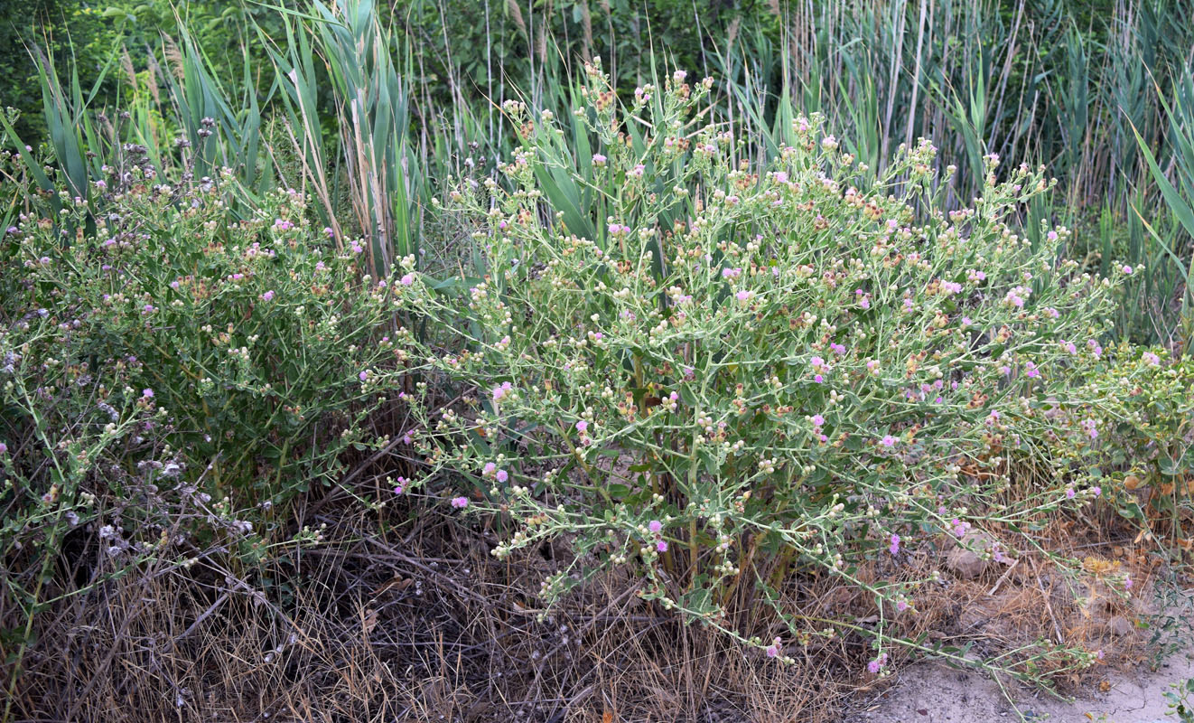 Изображение особи Karelinia caspia.