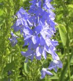Veronica teucrium