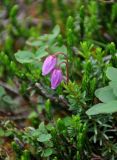 Phyllodoce caerulea. Верхушка побега с цветками. Хабаровский край, р-н им. Полины Осипенко, хребет Дуссе-Алинь, берег оз. Горное, ≈ 1300 м н.у.м., поросший мхами каменистый участок. 21.07.2021.