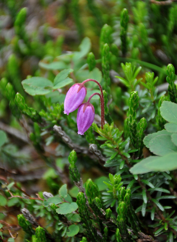 Изображение особи Phyllodoce caerulea.