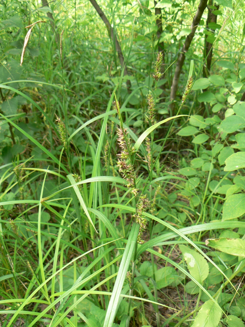 Image of Carex atherodes specimen.