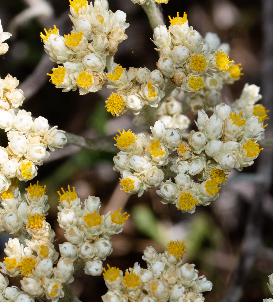 Image of Helichrysum petiolare specimen.