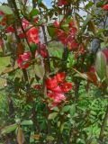 Chaenomeles japonica