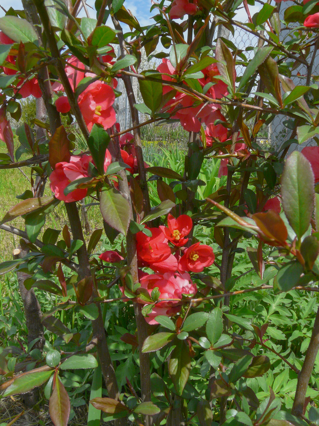 Image of Chaenomeles japonica specimen.