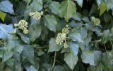 Hedera helix