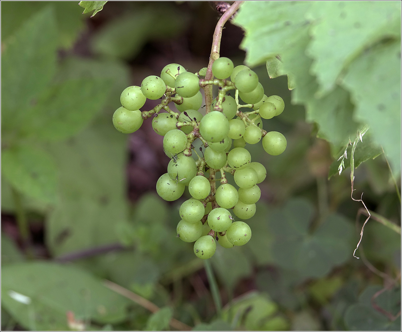 Изображение особи Vitis vinifera.