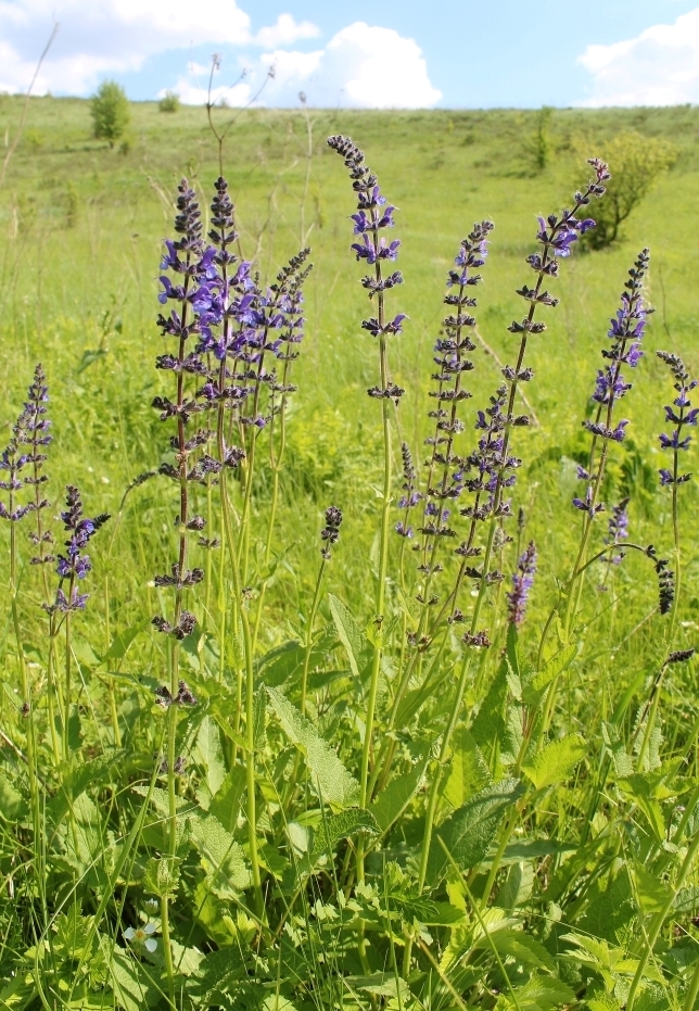 Image of Salvia stepposa specimen.