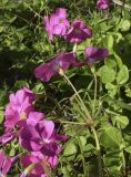 Oxalis bowiei