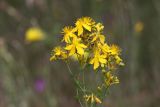 Hypericum perforatum