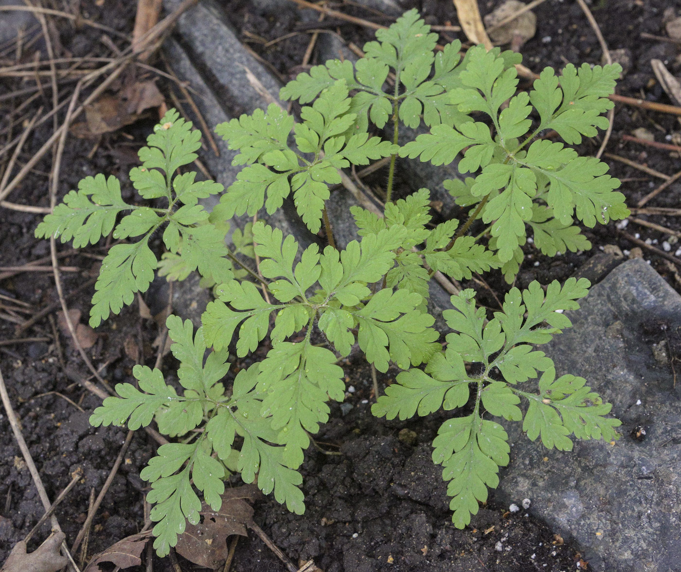 Image of Geranium robertianum specimen.