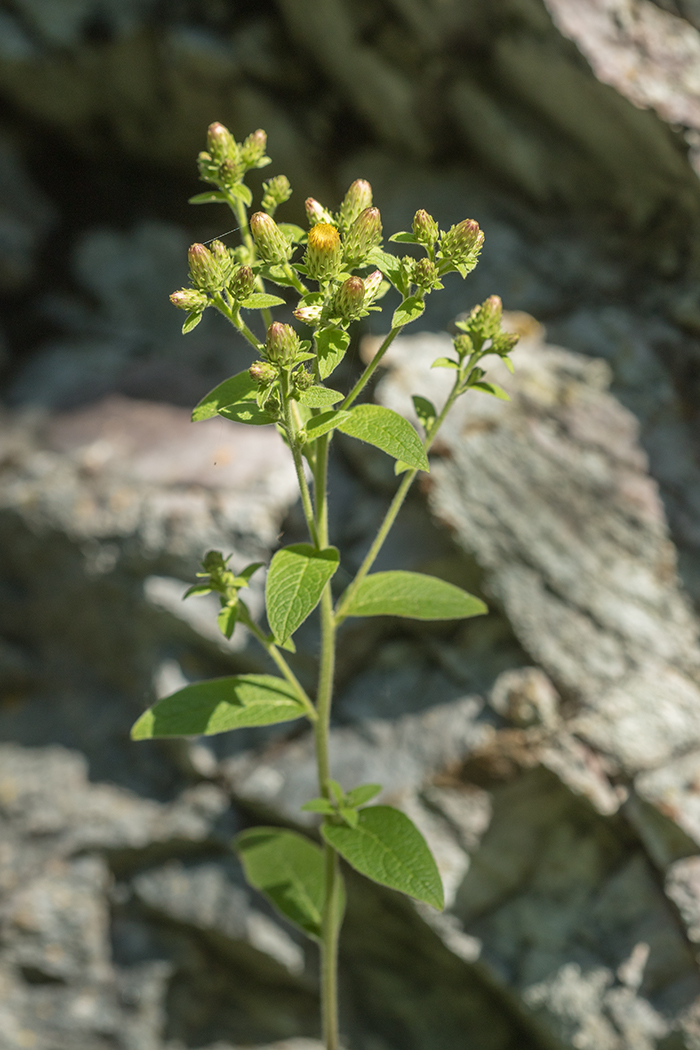 Изображение особи Inula conyza.