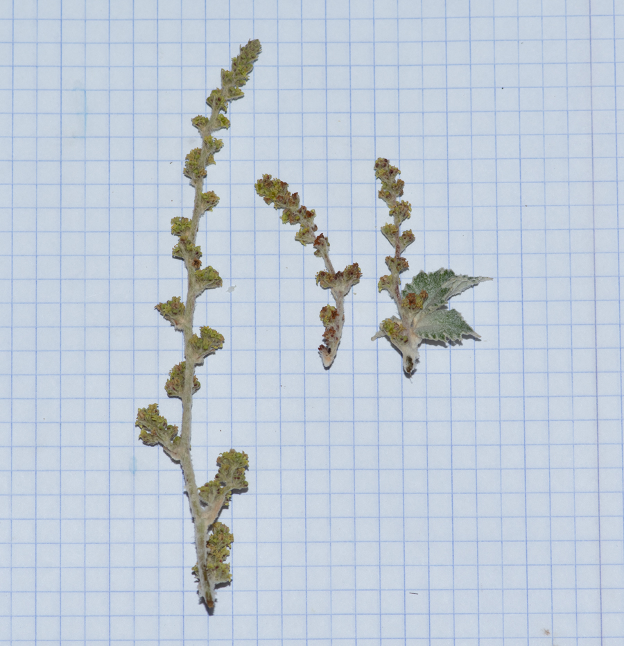 Изображение особи Searsia batophylla.