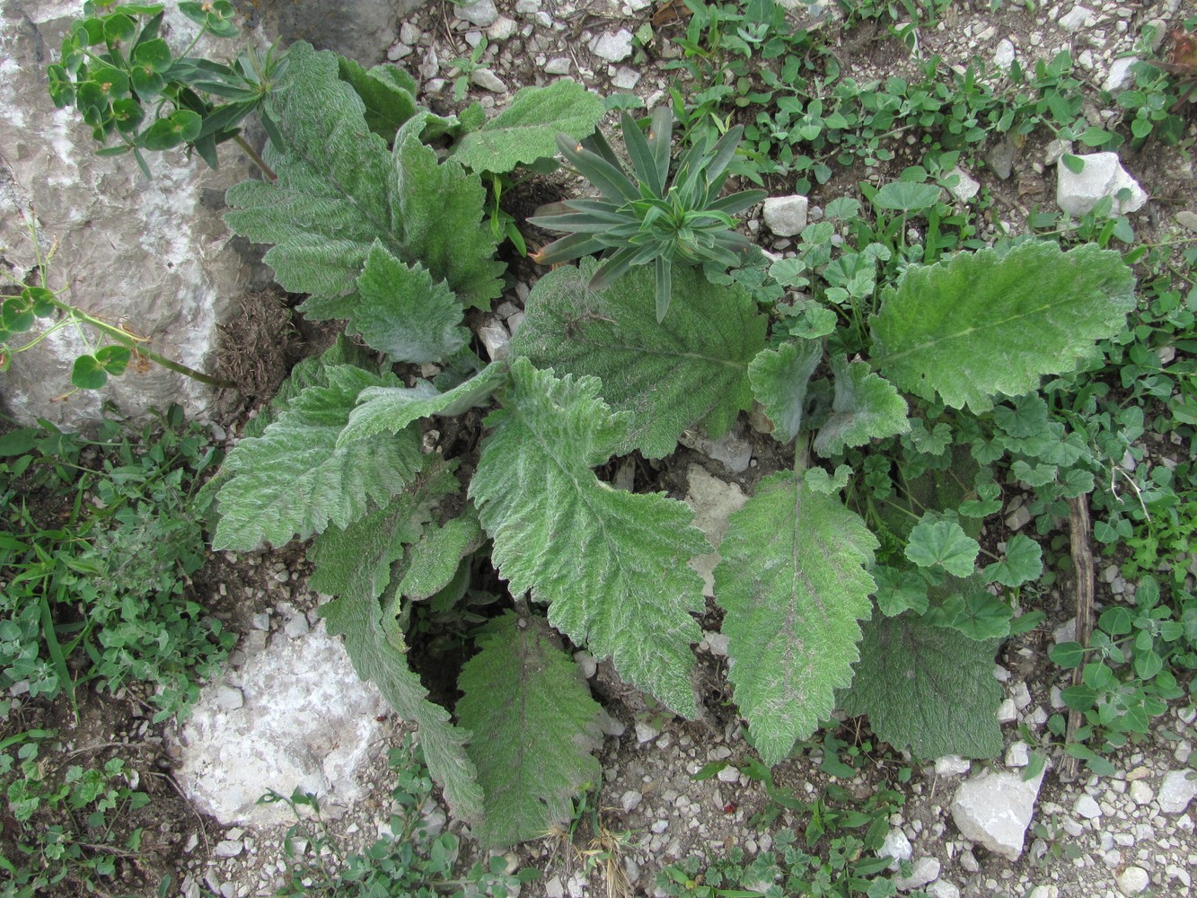 Изображение особи Salvia aethiopis.