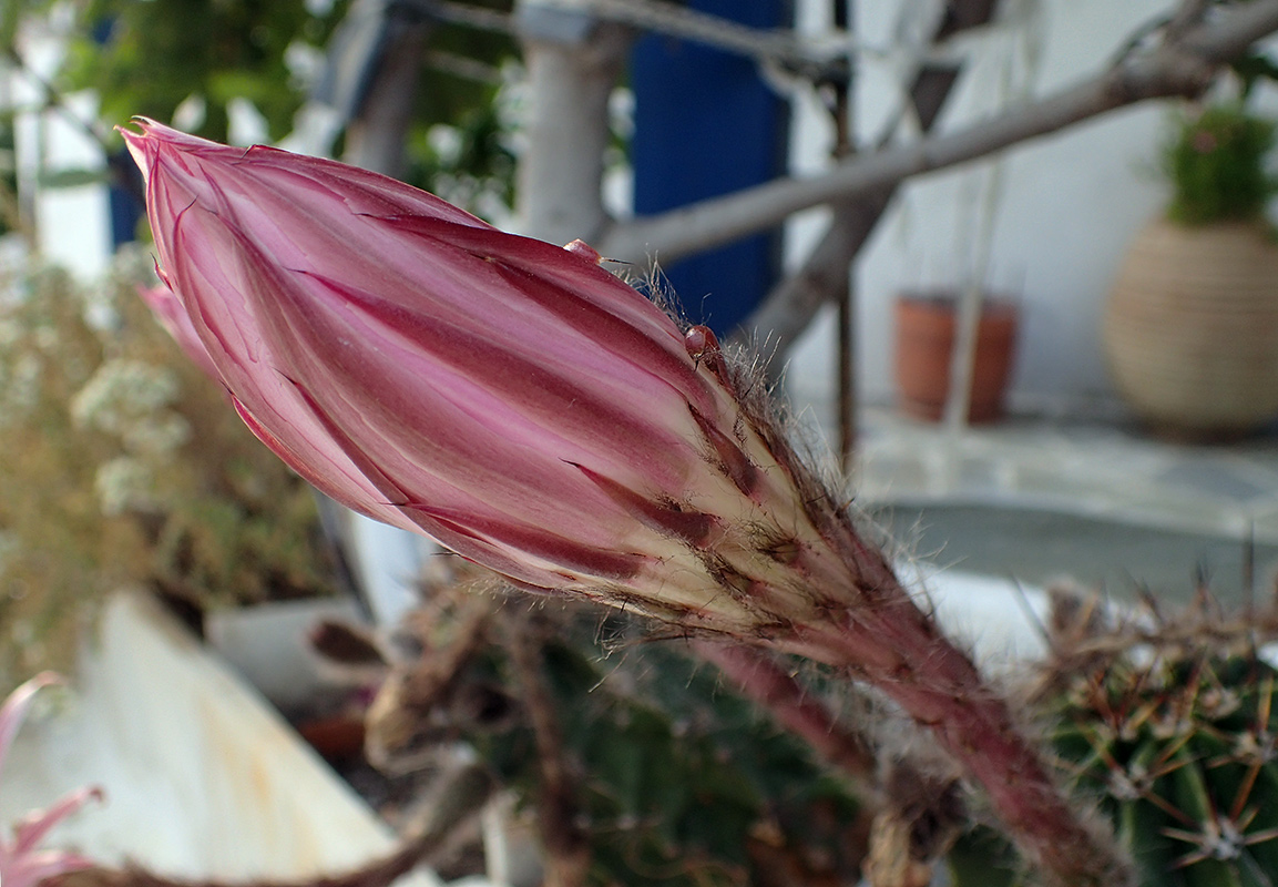 Image of Echinopsis oxygona specimen.