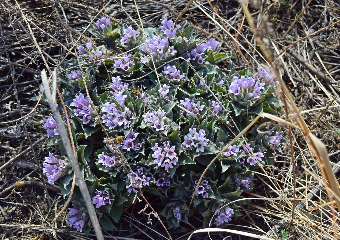 Изображение особи Physochlaina physaloides.