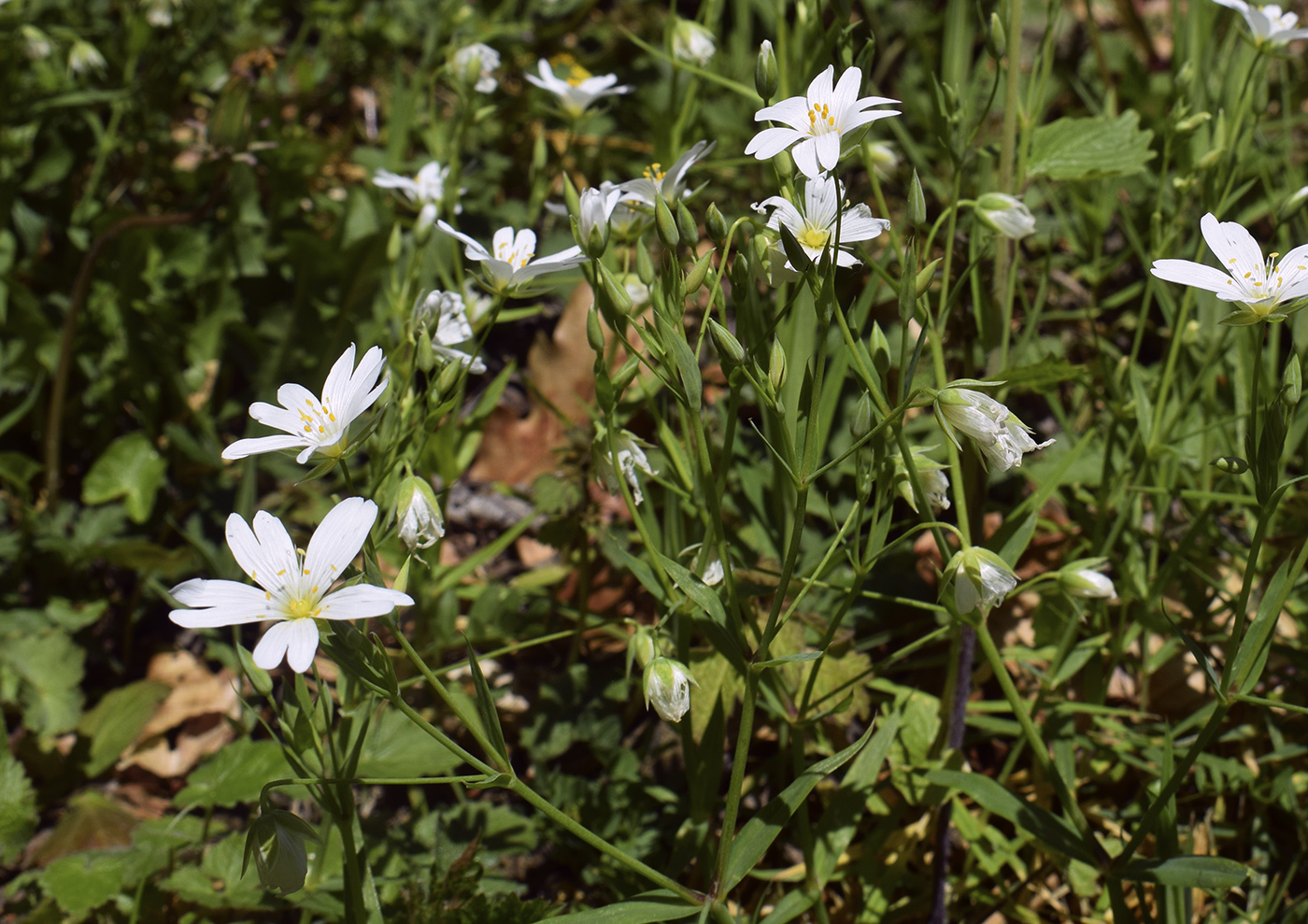 Image of Stellaria holostea specimen.
