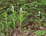Cephalanthera caucasica. Зацветающие растения. Дагестан, Табасаранский р-н, окр. с. Татиль, просвет в буковом лесу. 8 мая 2022 г.