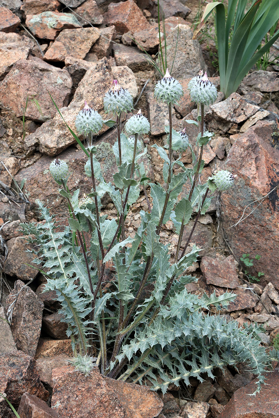 Image of Cousinia strobilocephala specimen.