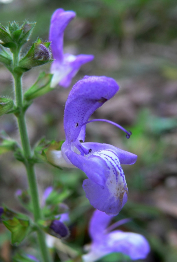 Image of Salvia forskahlei specimen.