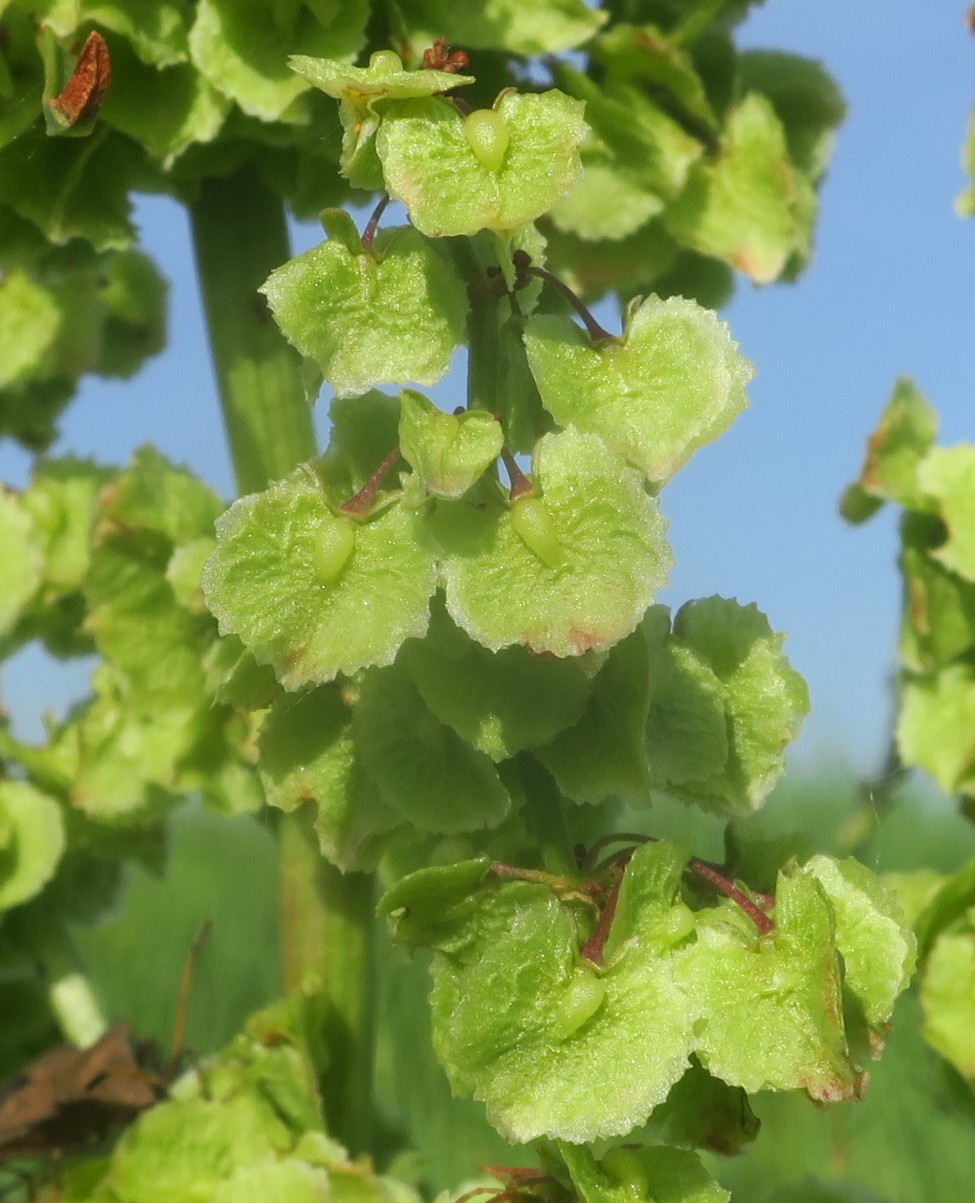 Изображение особи Rumex patientia.