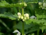 Lamium album