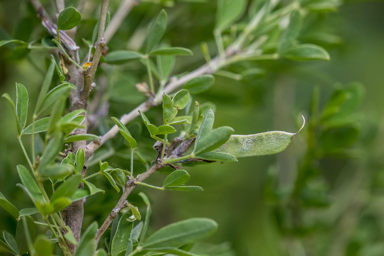 Image of genus Chamaecytisus specimen.