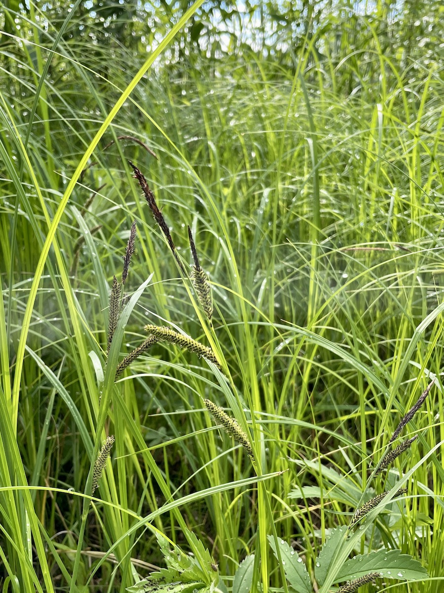 Image of Carex acuta specimen.