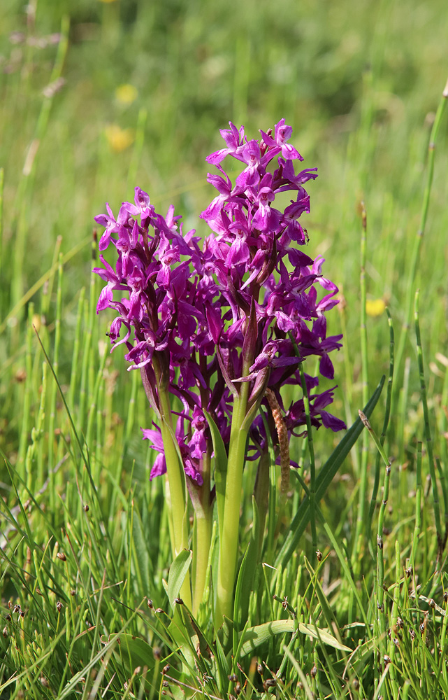 Изображение особи Dactylorhiza salina.