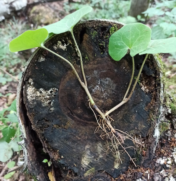 Image of Asarum europaeum specimen.