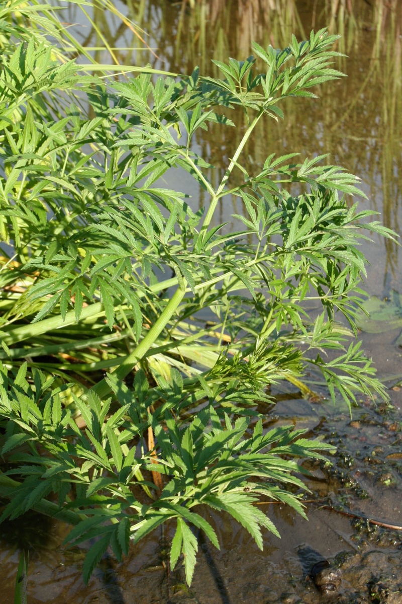 Image of Cicuta virosa specimen.