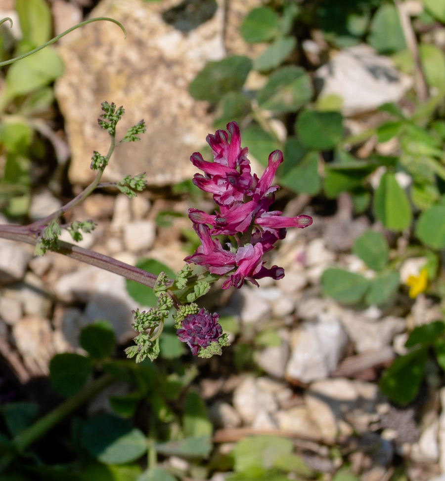 Изображение особи Fumaria densiflora.