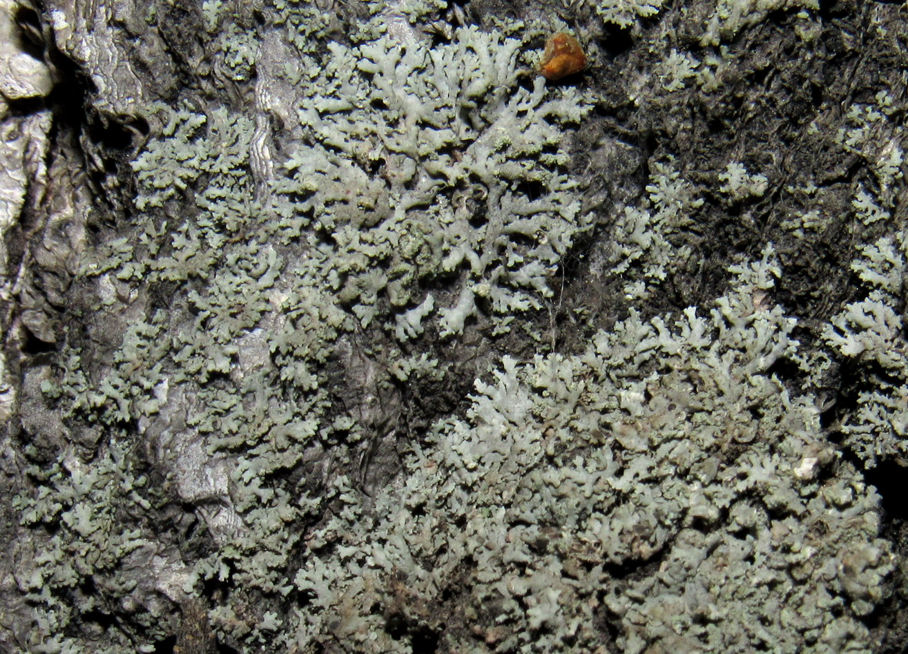 Image of Physcia tribacia specimen.