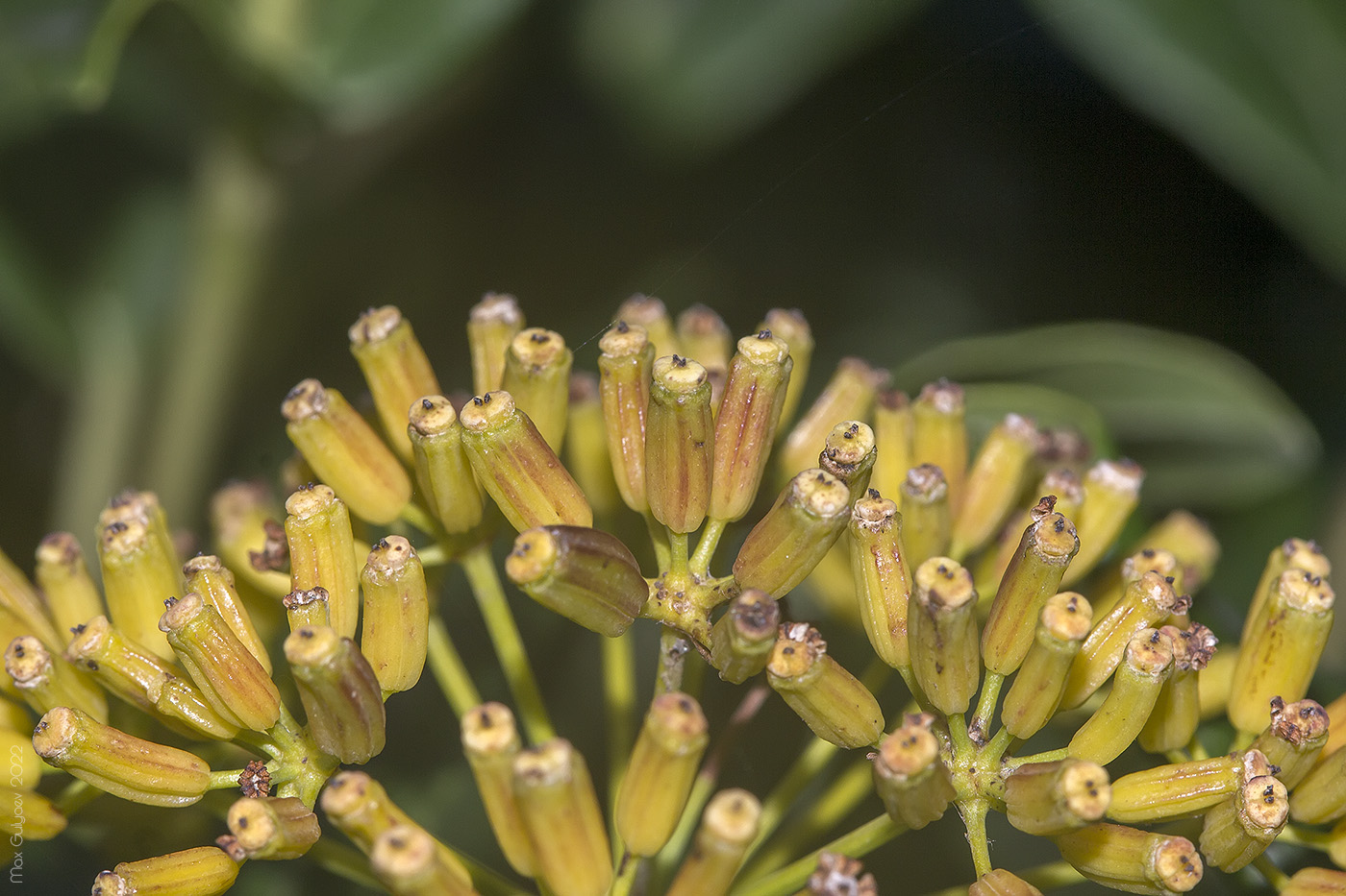 Image of Bupleurum fruticosum specimen.