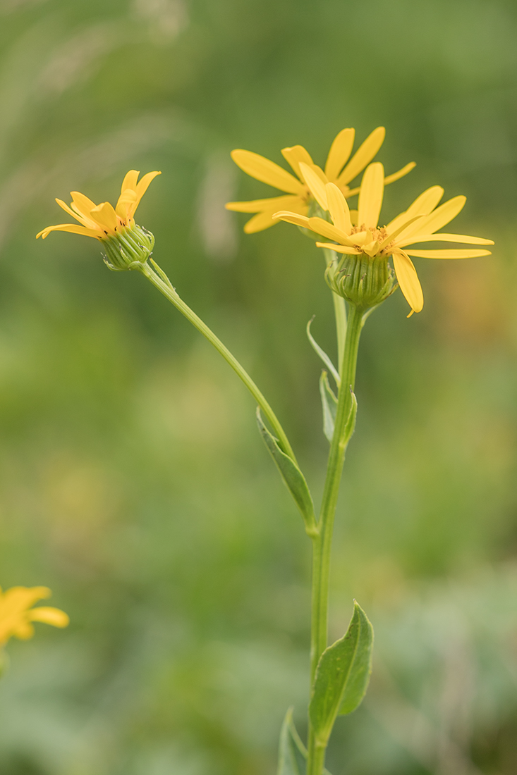 Изображение особи Senecio kolenatianus.